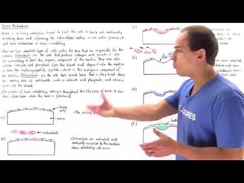 Bone Metabolism (Remodeling)