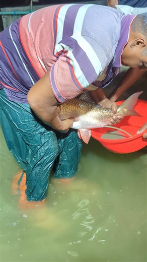 Wow Amazing Big Rohi Fish Breeding #reels #fishing