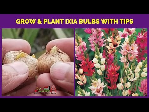 How to Grow and Plant #Ixia Bulbs | African Corn Lily flowers | फूलों के बल्ब @AsimGarden