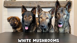 562K views · 10K reactions | Four Dogs Review Different Foods #asmr #dog #puppy #germanshepherd #cute | Jade the Sable GSD | Facebook