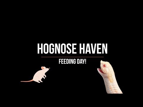 Plains (Western) Hognose Feeding!