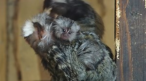 File:Callithrix jacchus.webm - Wikimedia Commons