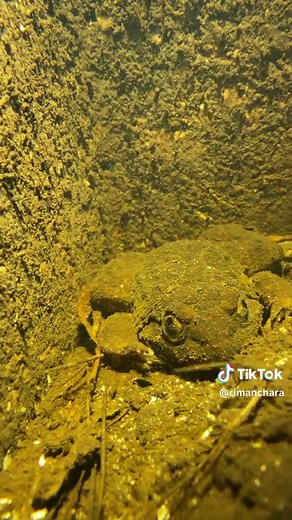 目がひし形🐸#チャラリーマン #ナミエガエル #NamiesFrog #シリケンイモリ #用水路 #沖縄県