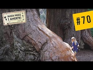 Największe DRZEWA świata [Park Narodowy Sekwoi]