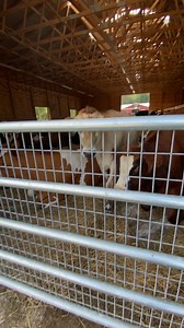 194K views · 11K reactions | As a male born into the dairy industry,...