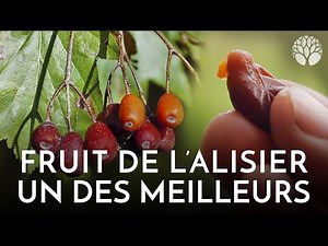 The service tree, the best wild fruit!