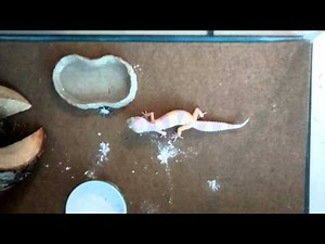 Leopard gecko wagging tail when eating