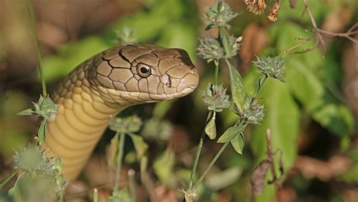 Tim Friede Let Hundreds Of Deadly Snakes Bite Him. He Might Just Change The World