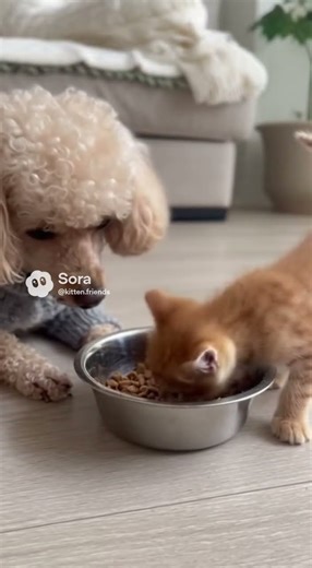 A friendly poodle and a baby kitten #cat #poodle