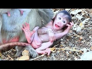Live: Poor Baby CHARA Gets Hugged by Sister CHAGO While Running — A Little Scary Moment 🐒💛