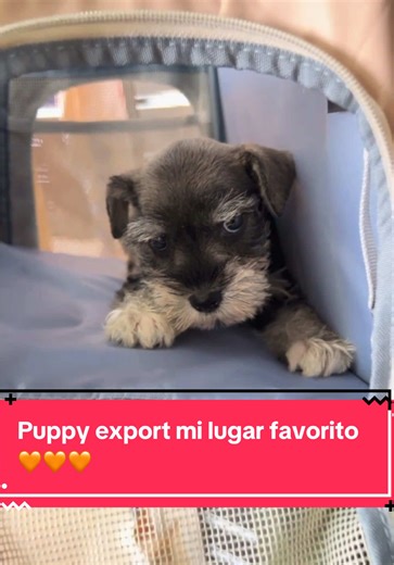 Puppy Export: El Mejor Lugar para tu Peludito