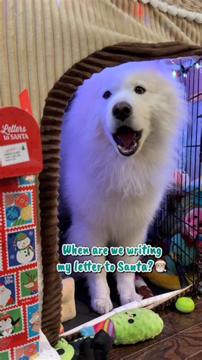 Did you write your letter to Santa yet?🎅🏼🎄