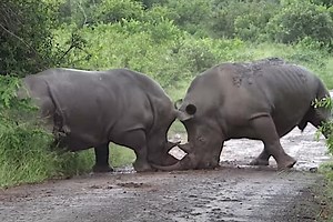 Brutal Rhino Fight Goes From Simple Territorial Brawl to Battle to the Death