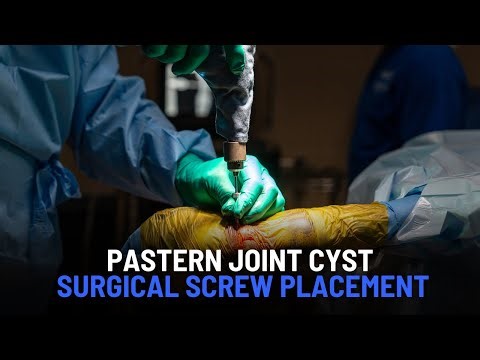 Subchondral Bone Cyst in Pastern Joint Treated with Surgical Screw Placement