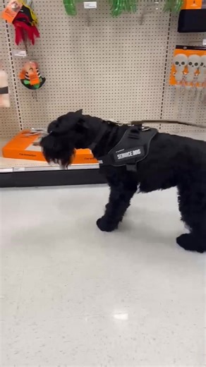 🎃👻 Watch our brave Giant Schnauzer go from spooked to over-the-moon when she realizes it’s just her favorite human behind the Halloween mask! #doglover #giantschnauzer 📷 Schnauzer Book | Schnauzer Book