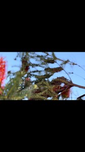 2.6K views · 24 reactions | Waking up in Halls Gap to Banksia & Birds  | Paper Cloth Studio | Facebook