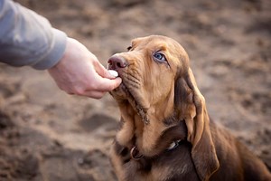 Training Your Bloodhound: Best Tips, Common Mistakes, and More!