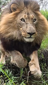 810K views · 30K reactions | Will these LIONS make the Jump?! Surprise Youtube video out today! Check it out - https://youtu.be/xO8gLqfdRa8 #cat #fun #nature | Kevin Richardson | Facebook