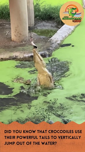 7.3K views · 32 reactions | Did you know that crocodiles use their powerful tails to VERTICALLY jump out of the water? They flick it in a wavelike motion to catch prey above the water. Catch this in action during our Crocodile Dancing Show today at 3:15PM! | Davao Crocodile Park & Zoo | Facebook