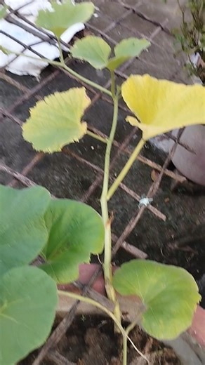 gourds plant care tips. #gourds #garden #gardening #trending