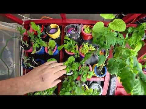 How I built my indoor garden