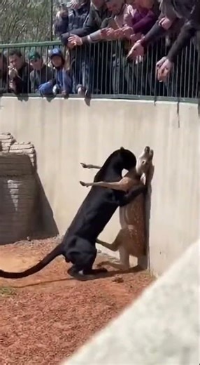 Panther's Unbelievable Encounter with Deer & Human Bravery! #ZooLife #WildlifeEncounter