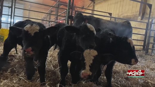 Quadruplet bull calves born on South Dakota ranch