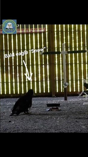 Snow the Eaglet is 81 Days Old! Day 29 Rehab Update 🦅