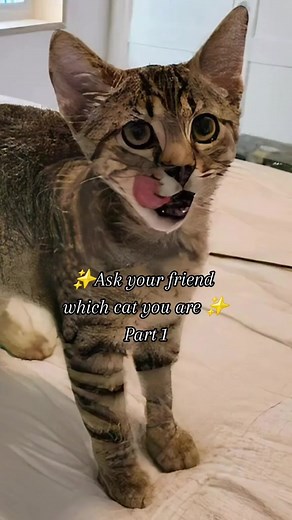 2.5K views · 26 reactions | All cats are available to adopt at Toronto Humane Society ‍⬛ | Toronto Humane Society | Facebook