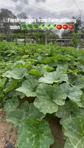 Fresh Farm Veggies Arriving at Amaron Supermarket