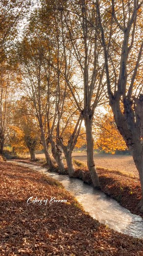 YOU - Maple 🍁 🍃 leaves #alamsher | Jan's Photography