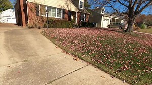super satisfying leaf clean up - start to finish leaf clean up - (Jordan Peterson) | Lawn Care Juggernaut