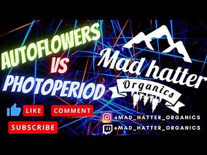 AUTOFLOWER VS PHOTOPERIODS