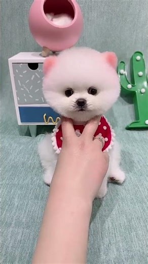 Adorable Small Teacup Dog, Playful Zoomies 🐶💨 #TeacupDog #MiniDog