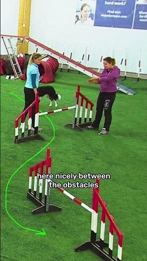 Does your agility dog turn like a Mack tuck? Learn tight turns and collection with OneMind Dogs!