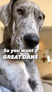 4.9K views · 20K reactions | Insert evil laugh  #dogoftheday #dogsofinstagram #funnydogs #dog #dogs #cutedogs #greatdane #greatdanesofinstagram #greatdanepuppy #greatdanesofig #greatdanesrule #greatdanevideos #dogvideos #funnymoments #dogmom #dogmomlife #bestwoof #buzzfeedpets | millie_the_moo_dane | Facebook