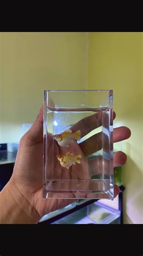 Understanding Albino Balloon Molly Fish Care