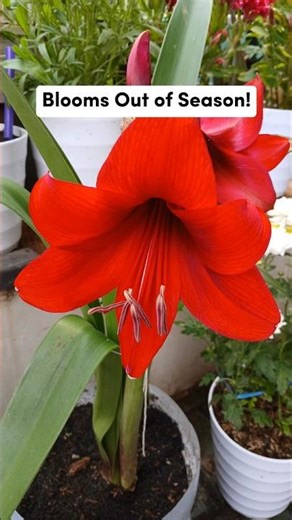 Blooming Beyond Seasons.#amarilis #hack #shortviral