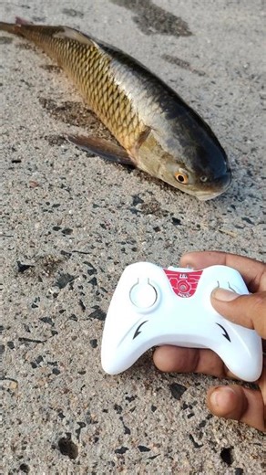 remote control fish unboxing and testing | Rc fish #rcfish