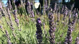 75 reactions · 14 shares | Aurora Diaries #13 TOUCH FOR SOUND ....