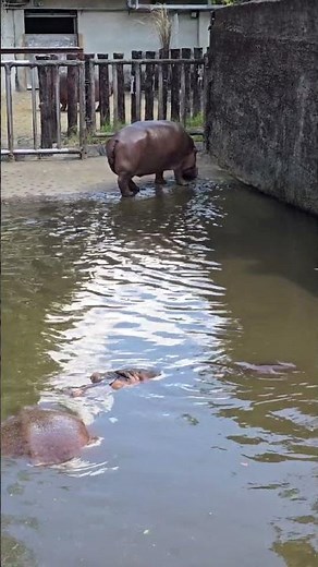 河馬Hippopotamus/Taipei Zoo