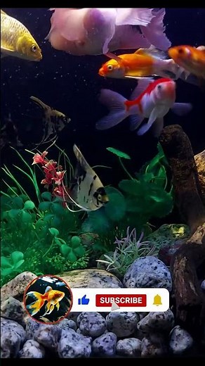 Dream Aquarium 4K Scrensaver🐠 #4kscreensaver #fishtank #screensaver #dreamaquarium #aquariumfish