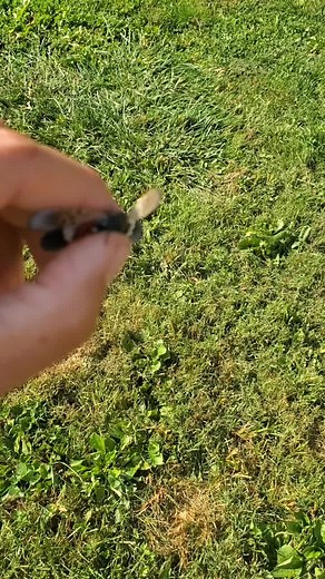 #stomp #environmentalist #climatechange #quarantine #spottedlanternfly #fyp #pa #slf #stopthespread #squish #squishtok