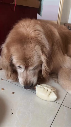 #GoldenRetrieverPuppy #GoldenRetrieverDog | Nice Time