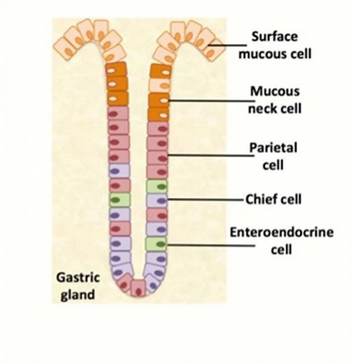 Cells of the Gastric Gland: Functions and Features
