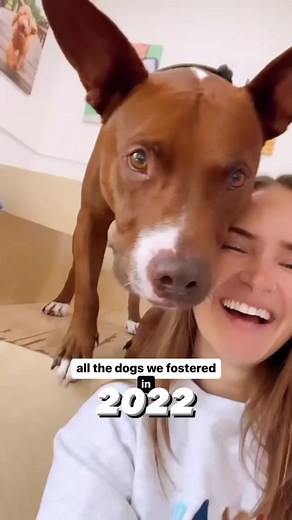 2.8K views · 103 reactions | In 2022, we fostered nine incredible...