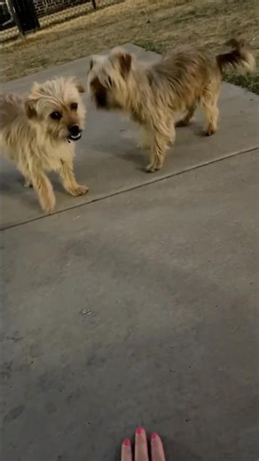 🚨 FOUND DOGS – LUBBOCK, TEXAS 🚨