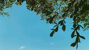 Download Leaf nature background, summer background for free