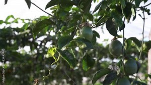 Passion fruit trees are grown in Lam Dong, trees are made of trellis to climb, trees and coffee berries are filmed in HD with beautiful bohkes
