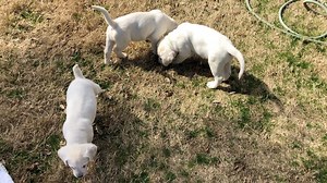 16K views · 2.4K reactions | Last look at these little Lab babies before their adoption today. The only one who hasn’t lost his collar is Felix (green). Can you tell them apart?  | Lone Star Dog Ranch & Dog Ranch Rescue | Facebook